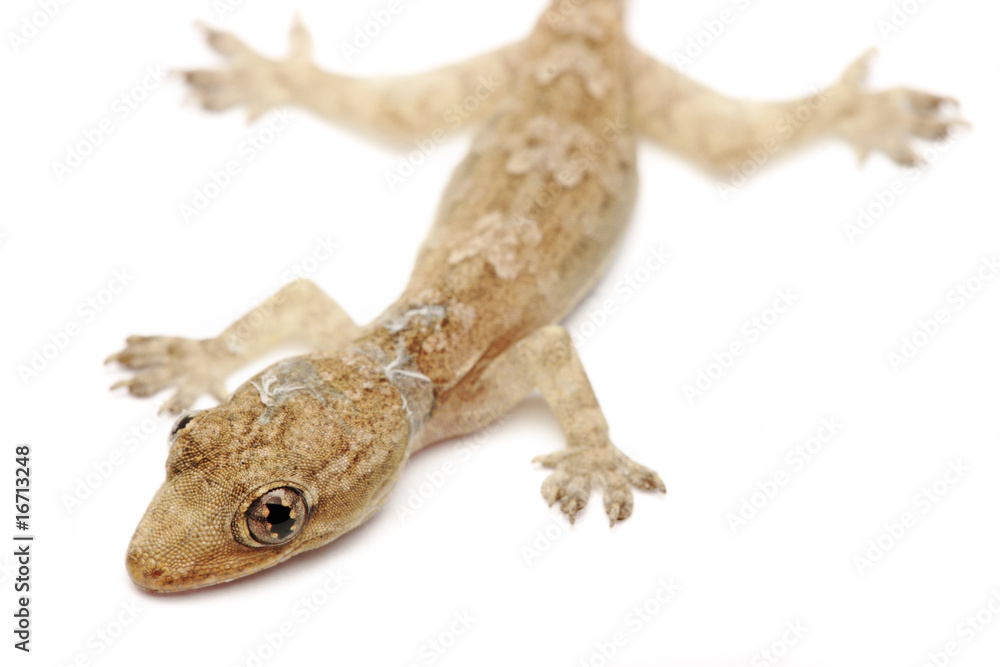 Obraz premium Young Gecko