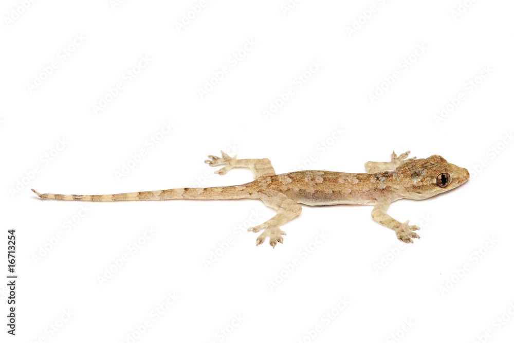 Naklejka premium Young Gecko