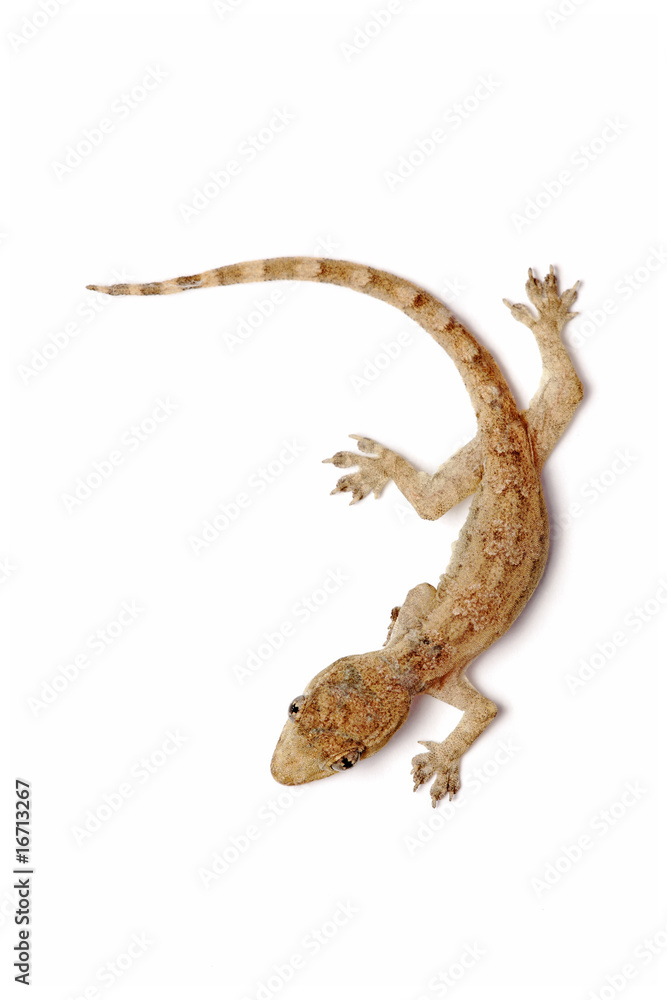 Naklejka premium Young Gecko