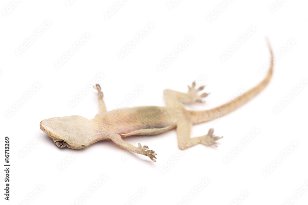 Death Gecko Death Gecko