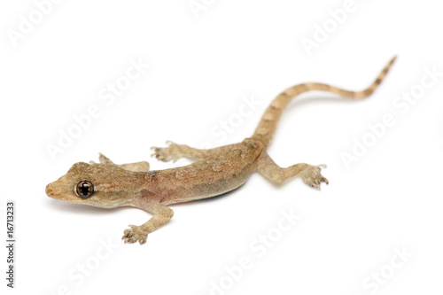 Young Gecko © Mau Horng