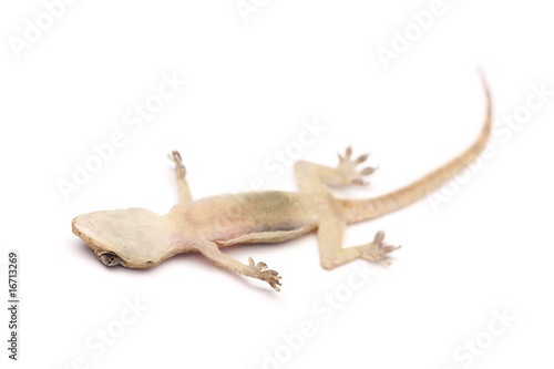 Death Gecko © Mau Horng