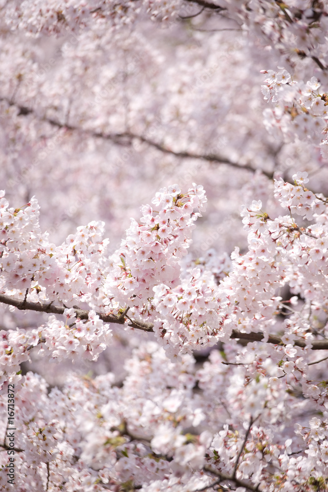 サクラの花 (ソメイヨシノ) サクラの花 (ソメイヨシノ)