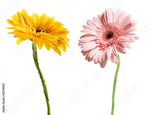 Daisy isolated on white background