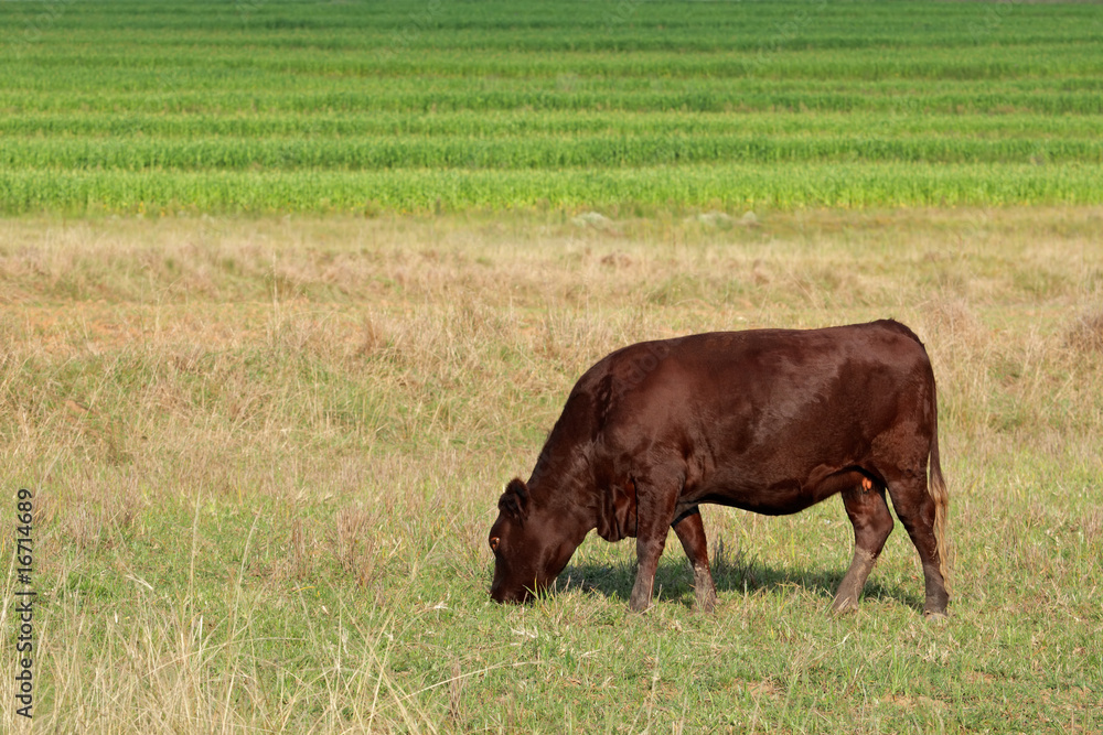 A cow grazing on lush green pasture A cow grazing on lush green pasture