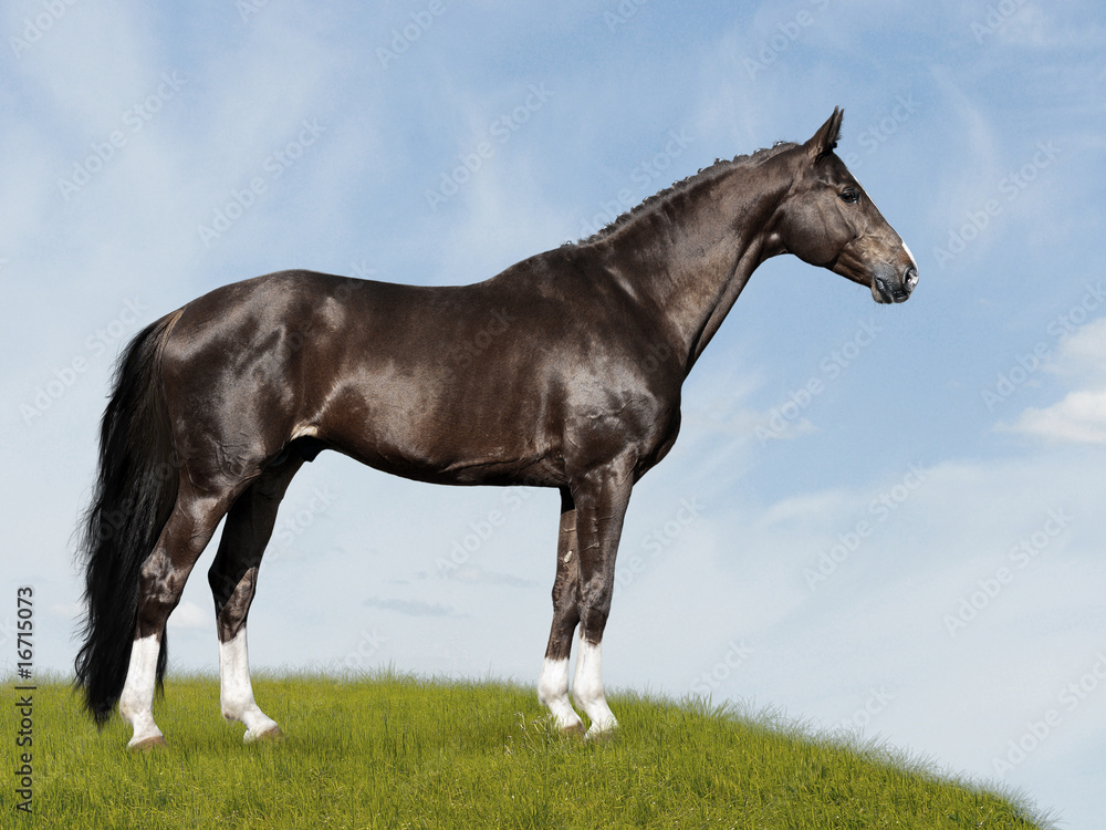 black horse on the blue and green background black horse on the blue and green background