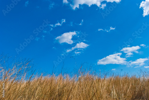 Field of a grass against the blue sky with white clouds