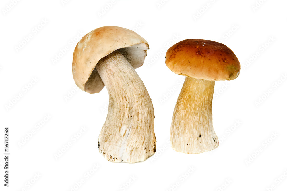 mushroom mushroom