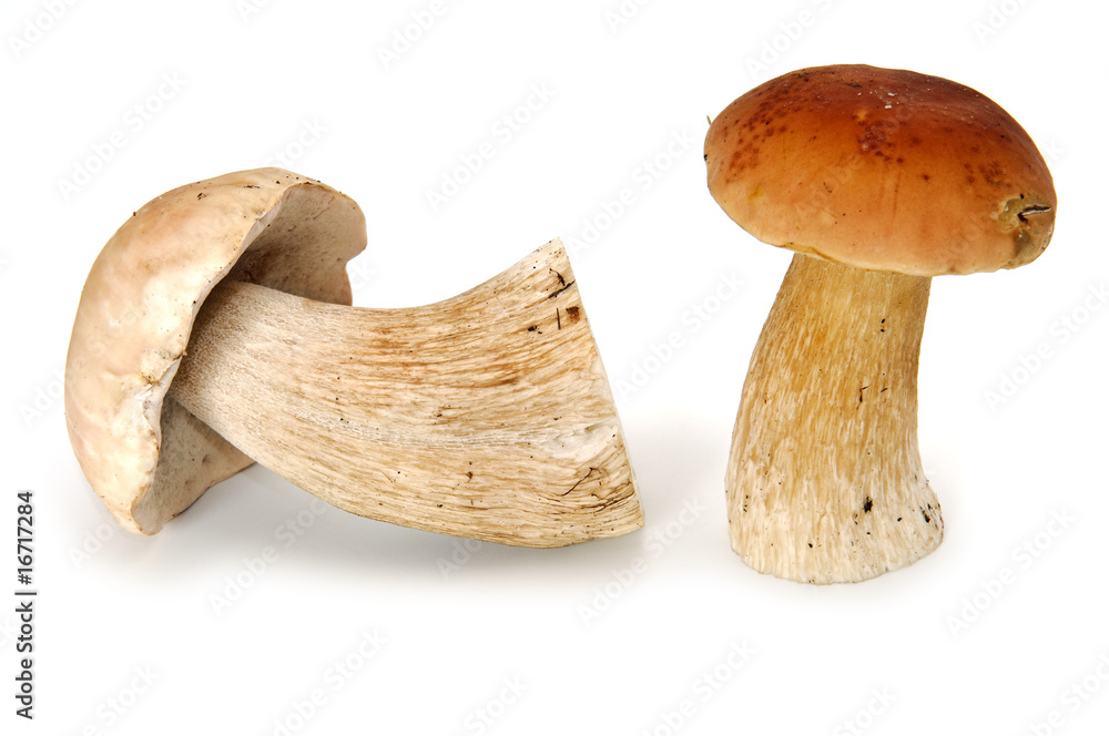 Fototapeta premium eatable mushrooms