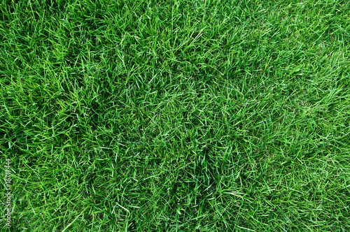 top view of fresh lawn grass