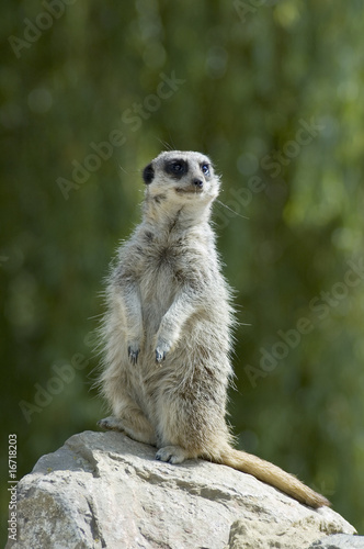 Meerkat on look out for danger