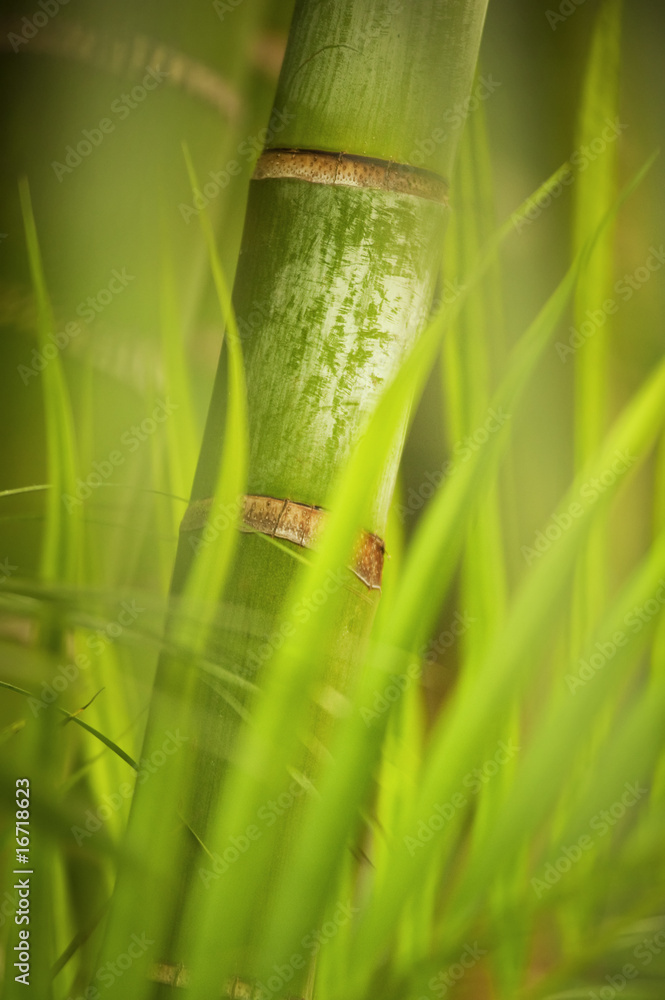 Obraz premium Green plant close-up