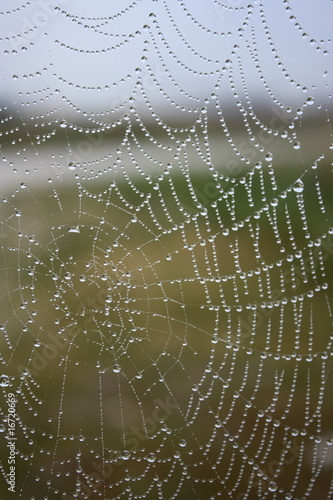 cobweb with dewdrops