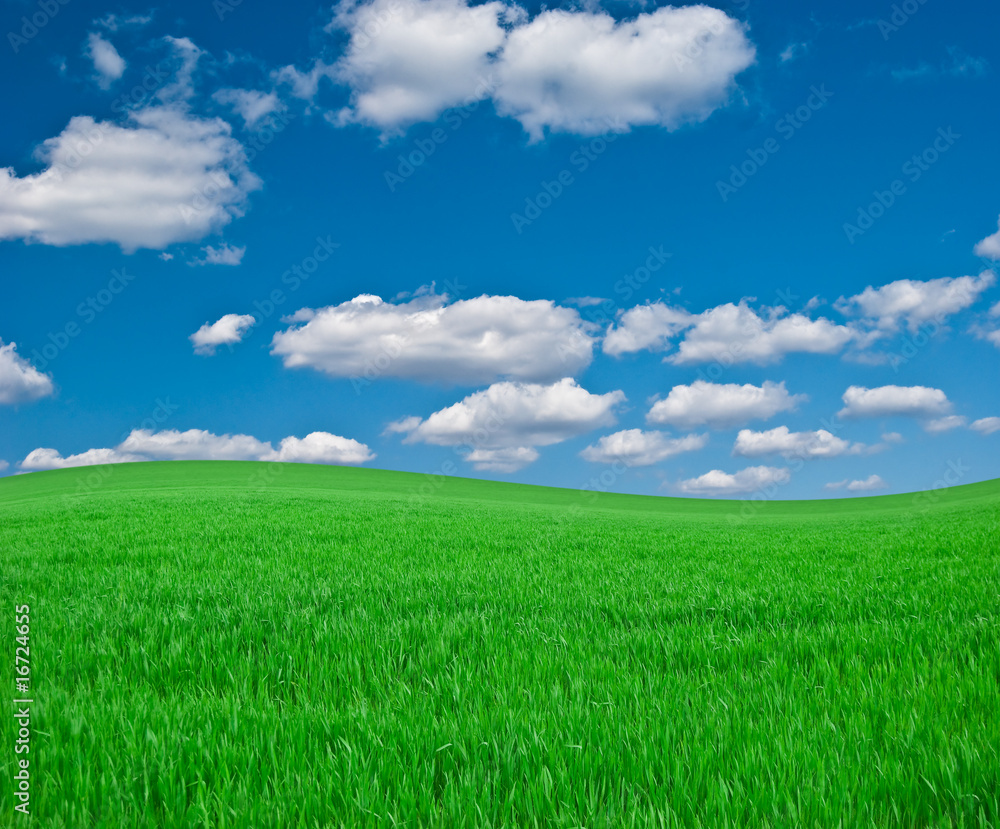 Meadow with a green young grass and the blue sky