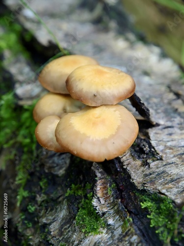 Mushrooms on a Tree