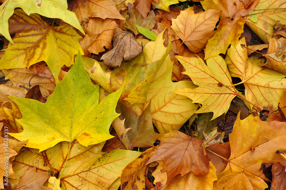 Obraz premium herbst