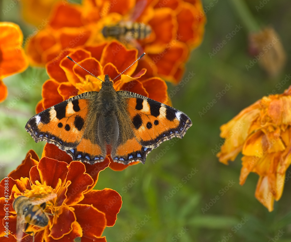 Butterfly & Bees Butterfly & Bees
