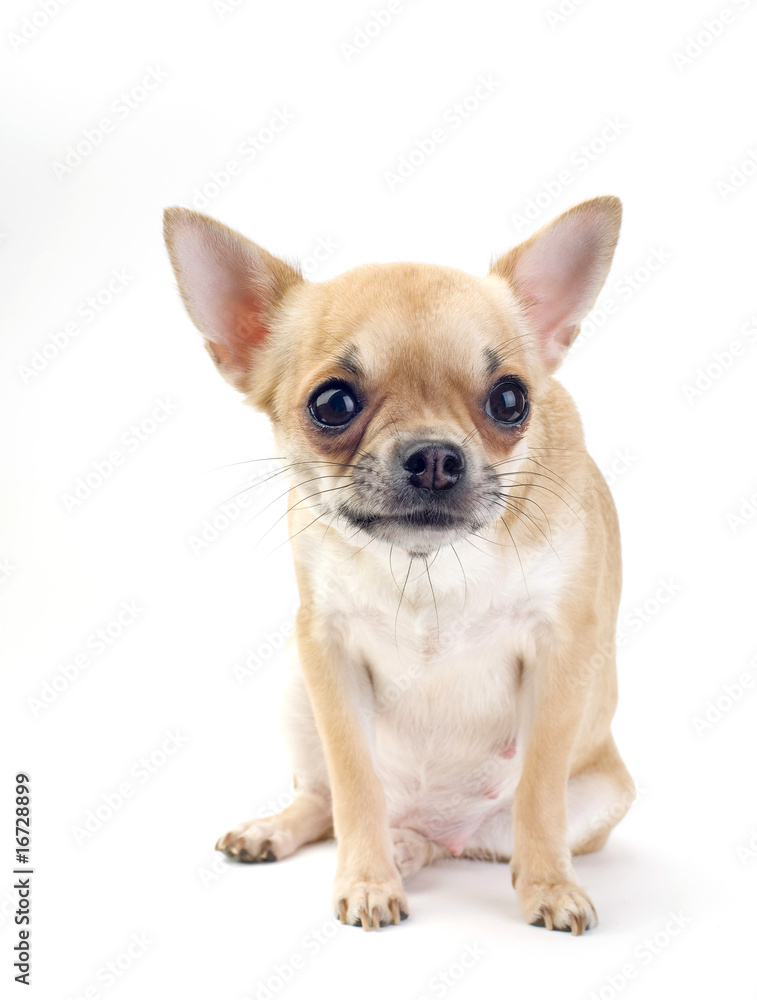 cute Chihuahua sitting