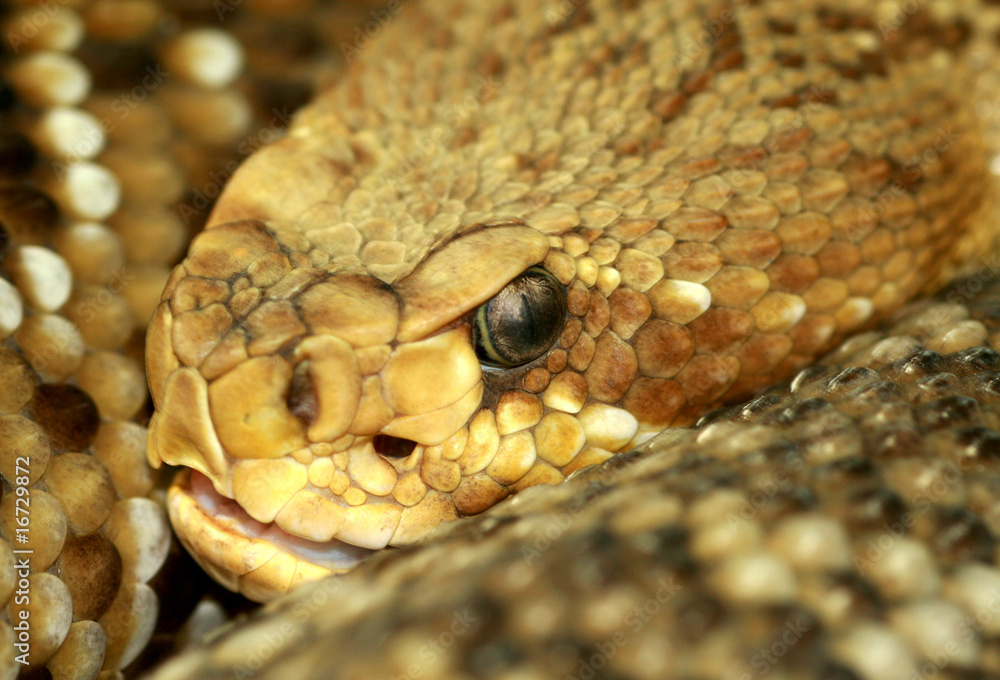 Obraz premium rattlesnake