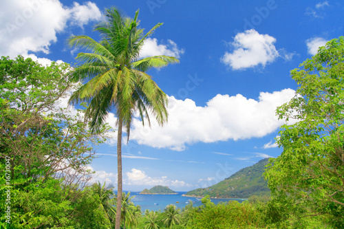 coconut palm and tropical bay