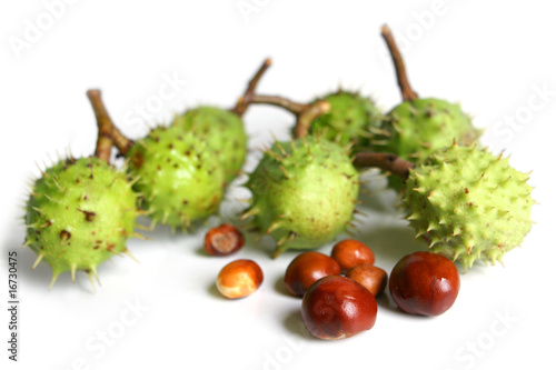 Ripe chestnuts