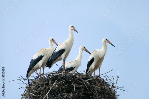 Four storks resting in the nest