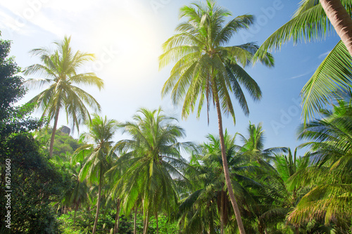 coconut palm trees and sky with sun