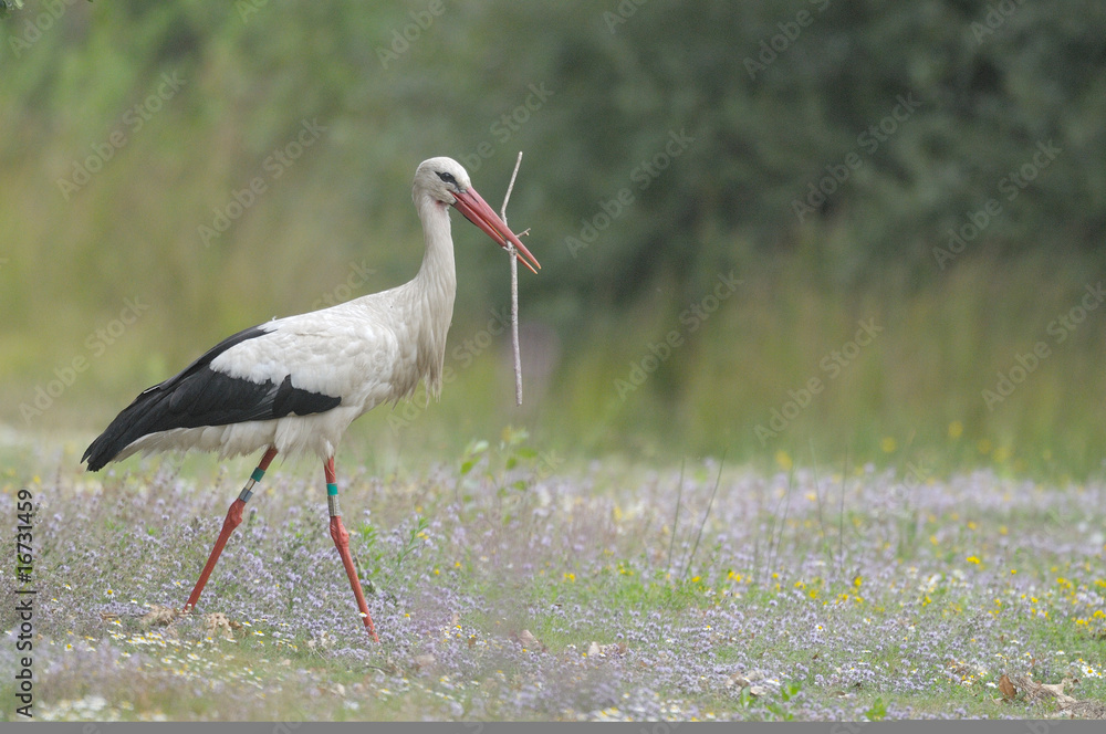 Fototapeta premium cigogne construisant son nid