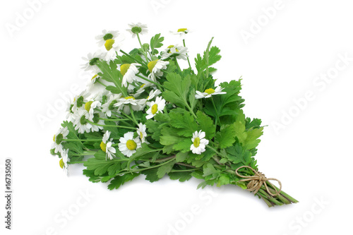 Feverfew (medicinal herb) photo