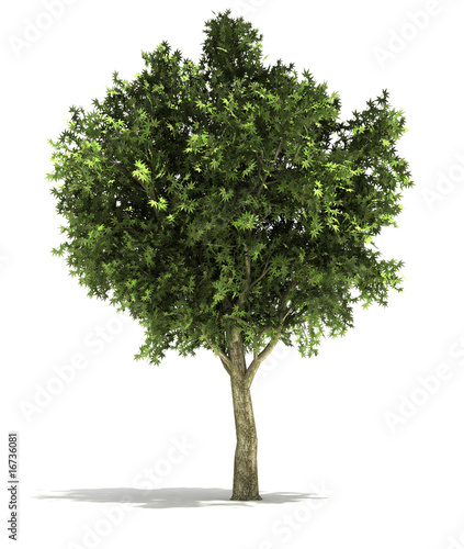 tree2m