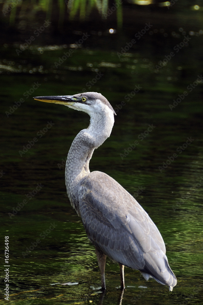 Great Blue Heron Great Blue Heron