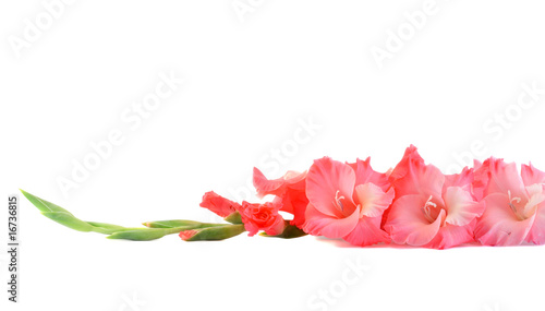 Photo flower a gladiolus isolated.