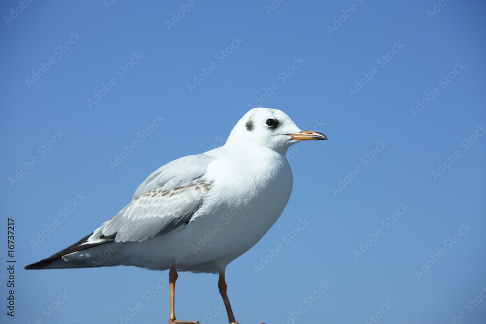 カモメ カモメ