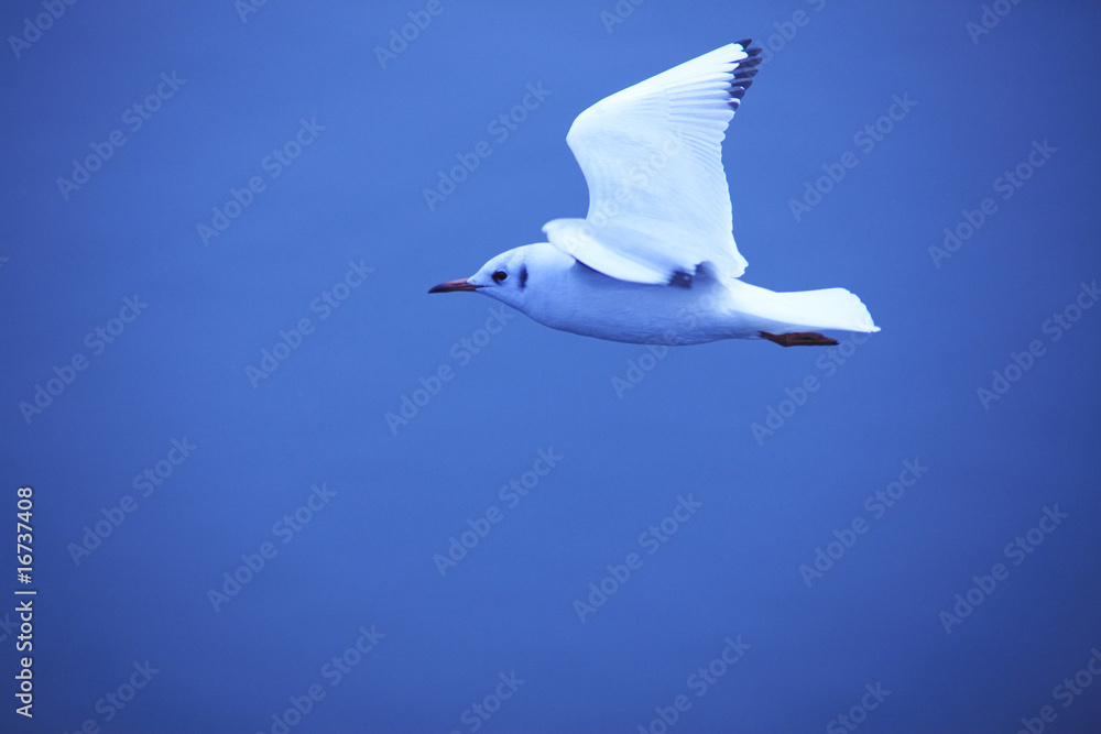 Obraz premium カモメ