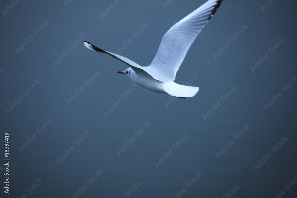 Obraz premium カモメ