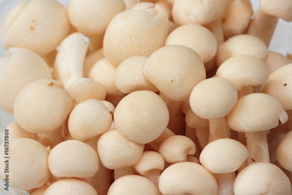 Close up of White Beech mushroom Close up of White Beech mushroom