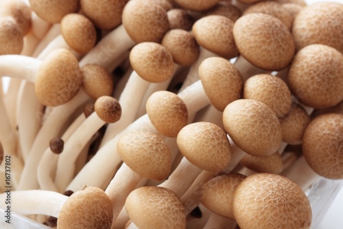 Close up of brown beech mushroom photo