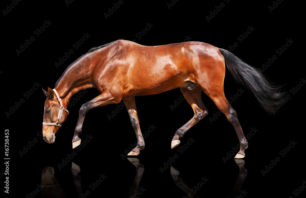 bay stallion isolated on black bay stallion isolated on black