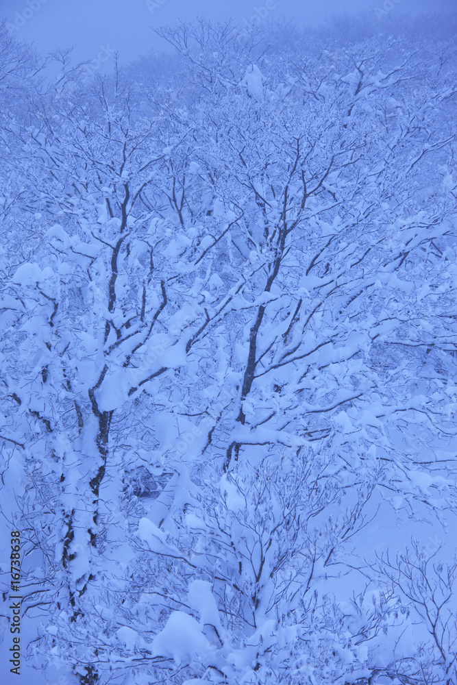 Fototapeta premium 雪景色