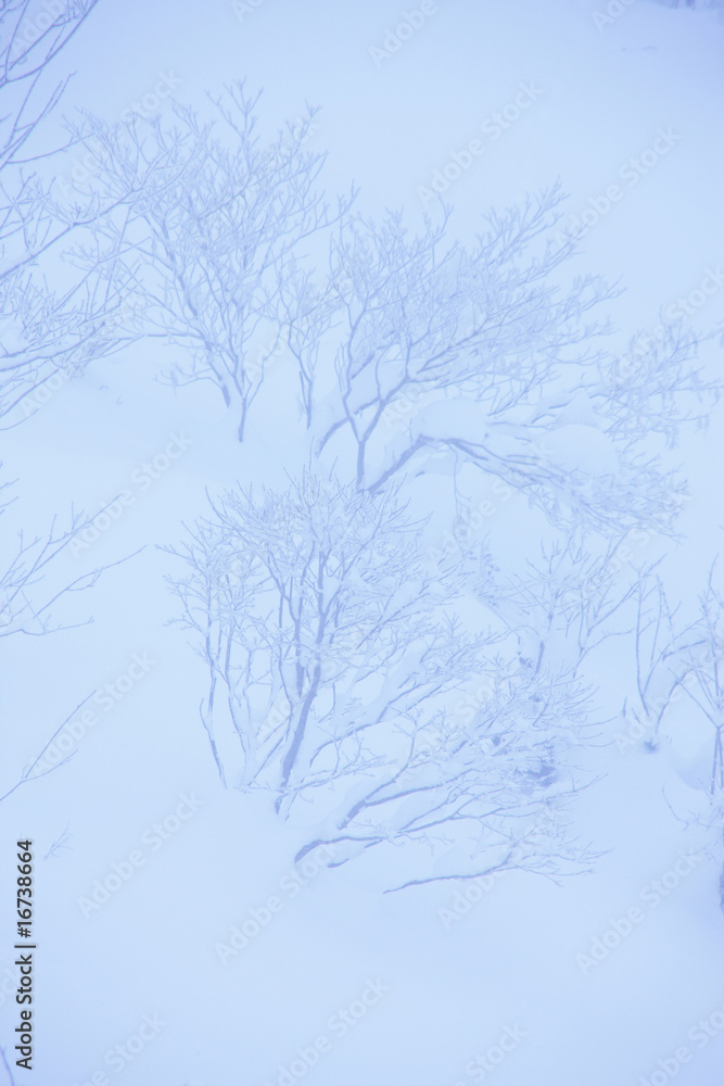 Obraz premium 雪景色