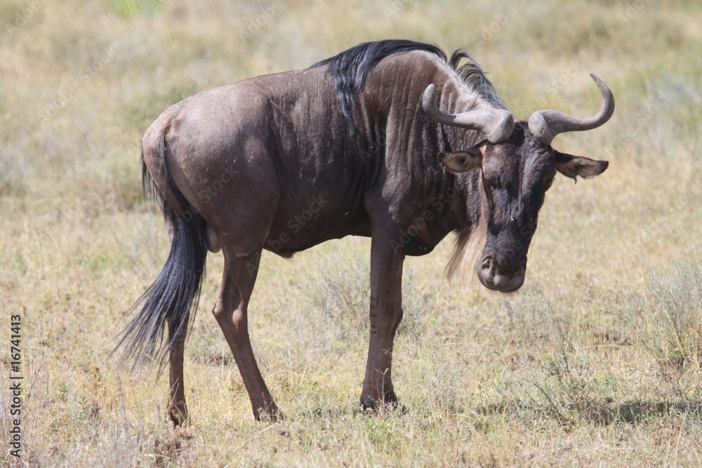 Gnu Gnu