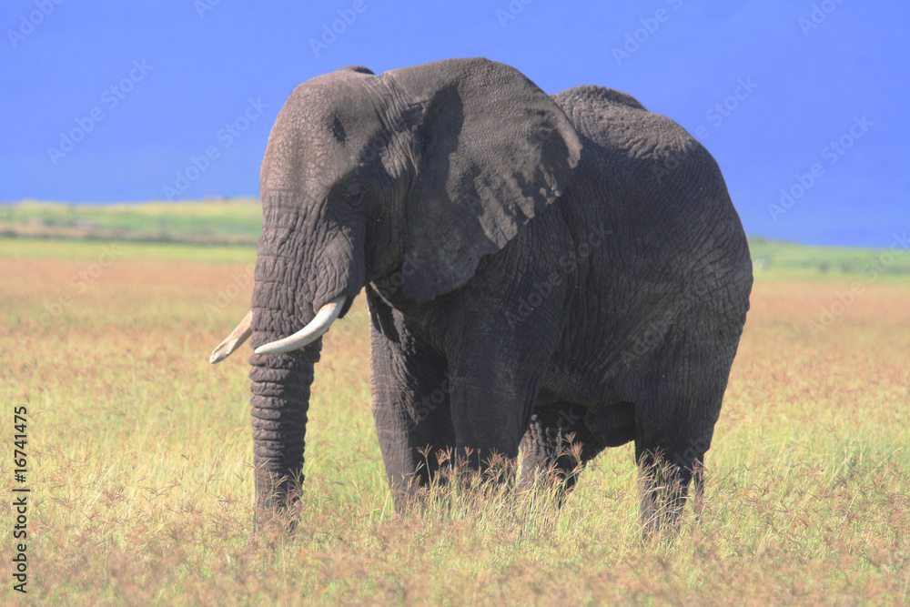 Fototapeta premium Afrikanischer Elephant