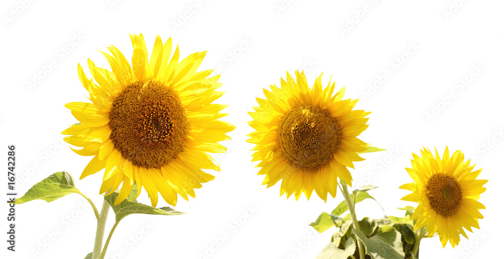 Obraz premium Sunflowers