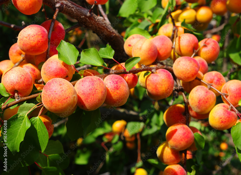 apricots apricots