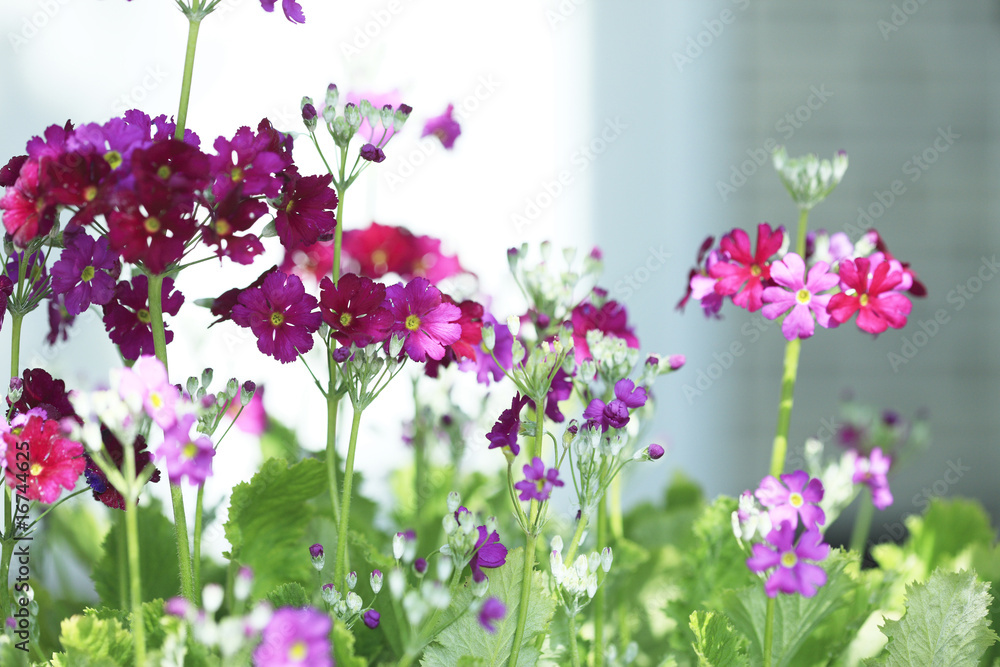 Fototapeta premium 芝桜