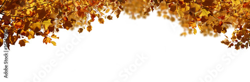 Blätter im Herbst - Panorama photo