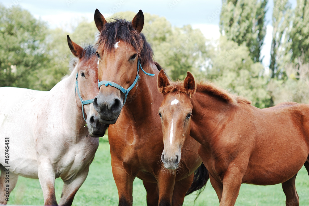 Obraz premium Horses