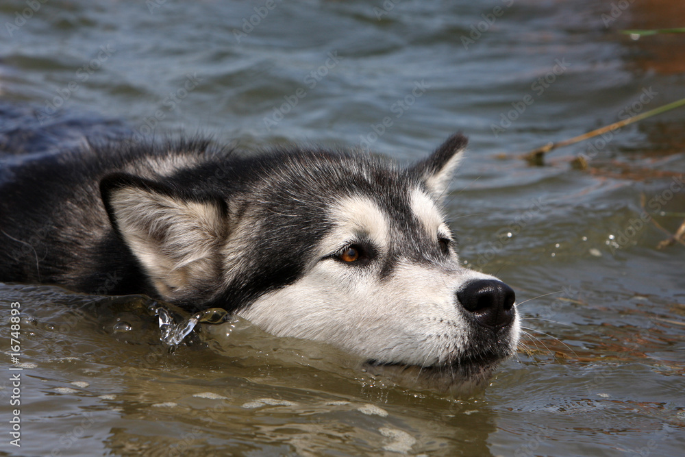 tete dans l'eau de l'alaskan malamute nageant seul.detente