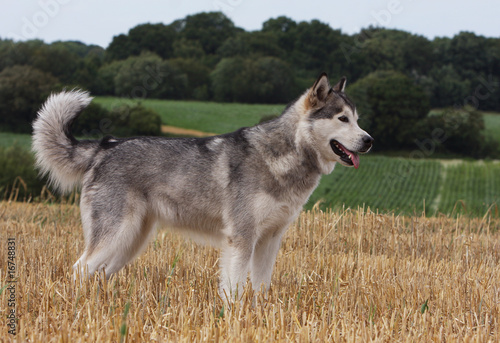 Obraz na płótnie alaskan malamute statique et immobile de profil.attention