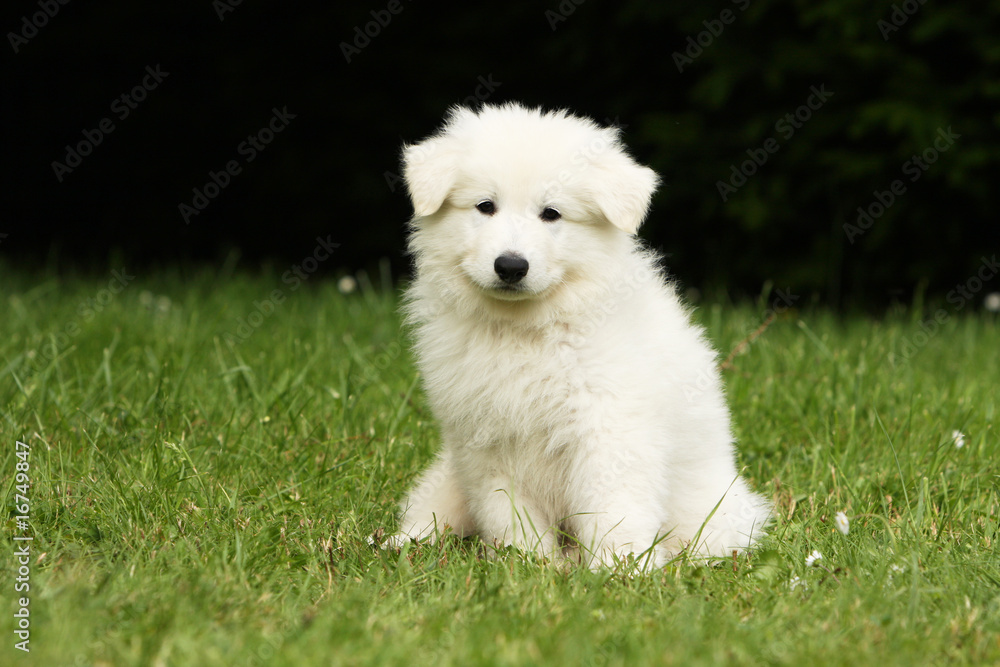 chiot berger blanc suisse assis de face l'air inquiet.curiosité chiot berger blanc suisse assis de face l'air inquiet.curiosité
